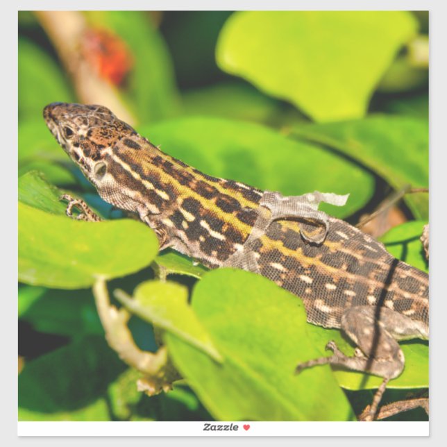 Italian wall lizard (Sheet)