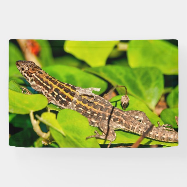 Italian wall lizard banner (Horizontal)