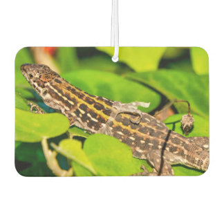 Italian wall lizard car air freshener