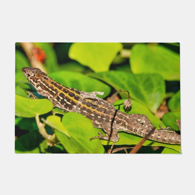 Italian wall lizard doormat (Front)