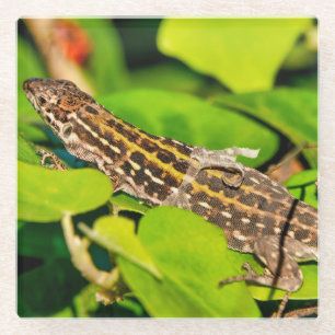 Italian wall lizard glass coaster