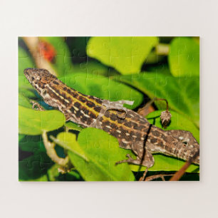 Italian wall lizard jigsaw puzzle