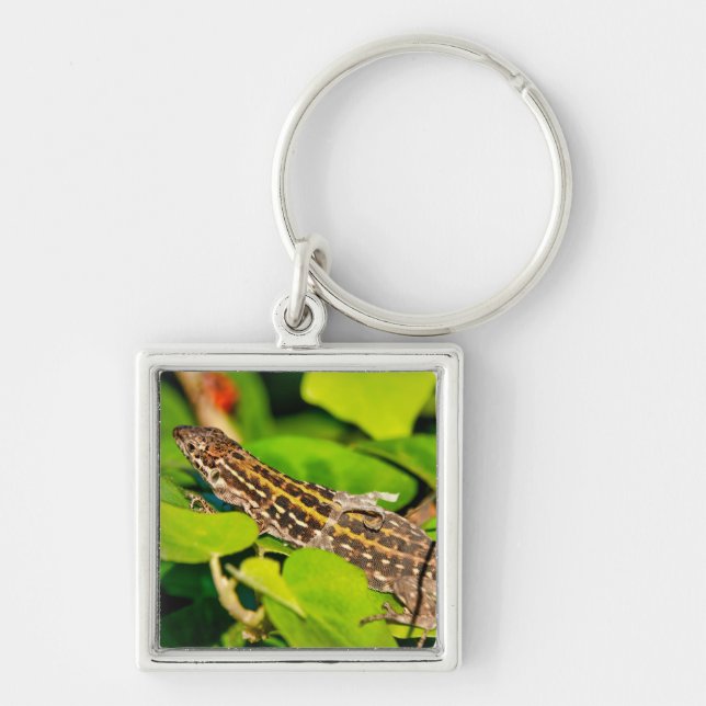 Italian wall lizard key ring (Front)