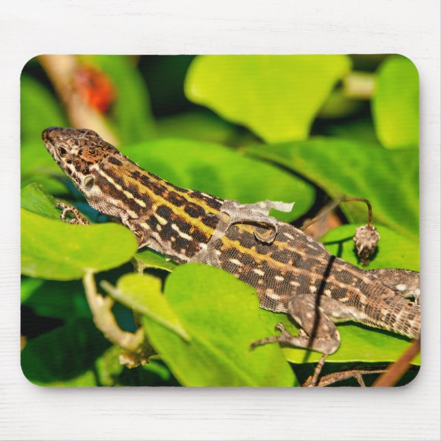 Italian wall lizard mouse mat (Front)
