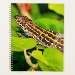 Italian wall lizard planner