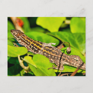 Italian wall lizard postcard