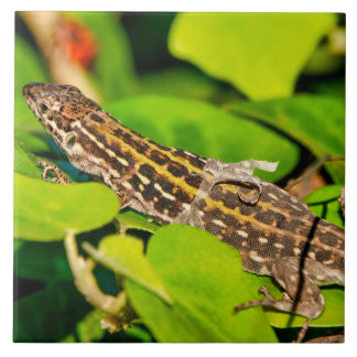 Italian wall lizard tile