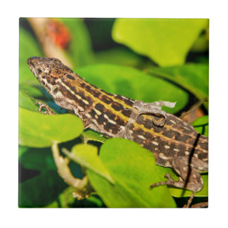 Italian wall lizard tile