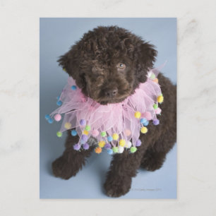 Italian Water Dog (Lagotto) Puppy Postcard