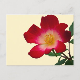Italian Wild Rose Postcard