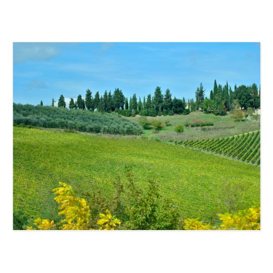 Italian Wine Country Postcard