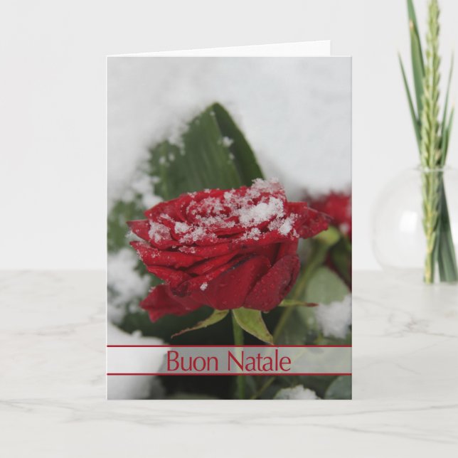 Italian Winter rose Christmas card (Front)