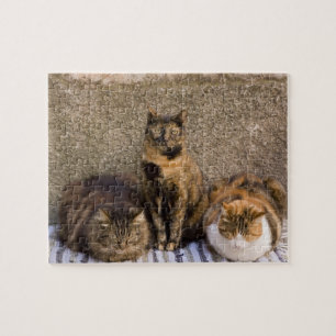 Italy, Cinque Terre, Vernazza. Three cats Jigsaw Puzzle