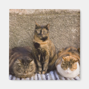 Italy, Cinque Terre, Vernazza. Three cats Magnet