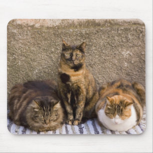 Italy, Cinque Terre, Vernazza. Three cats Mouse Mat