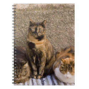 Italy, Cinque Terre, Vernazza. Three cats Notebook