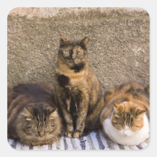 Italy, Cinque Terre, Vernazza. Three cats Square Sticker