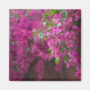 Italy, Sicily, Cefalu, Flowered Courtyard by Magnet