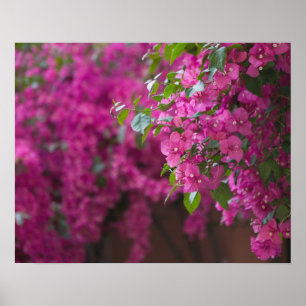 Italy, Sicily, Cefalu, Flowered Courtyard by Poster