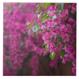 Italy, Sicily, Cefalu, Flowered Courtyard by Tile