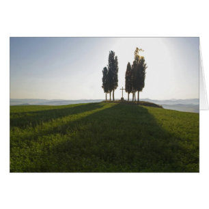 Italy, Tuscany, Cypress Trees in Tuscany with