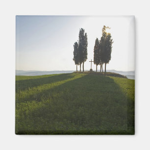 Italy, Tuscany, Cypress Trees in Tuscany with Magnet