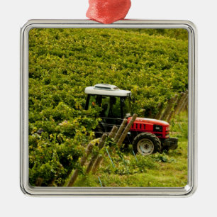 Italy, Tuscany, Greve. Pickers at work during Metal Tree Decoration