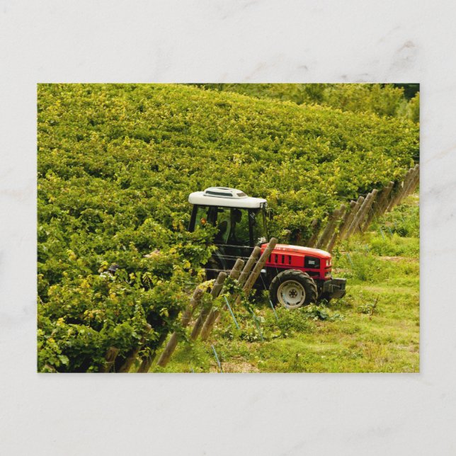 Italy, Tuscany, Greve. Pickers at work during Postcard (Front)