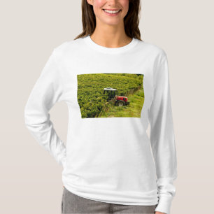 Italy, Tuscany, Greve. Pickers at work during T-Shirt