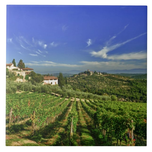 Italy, Tuscany, Greve. The vineyards of Castello Tile (Front)