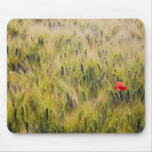 Italy, Tuscany, Lone poppy in Spring Wheat Mouse Mat