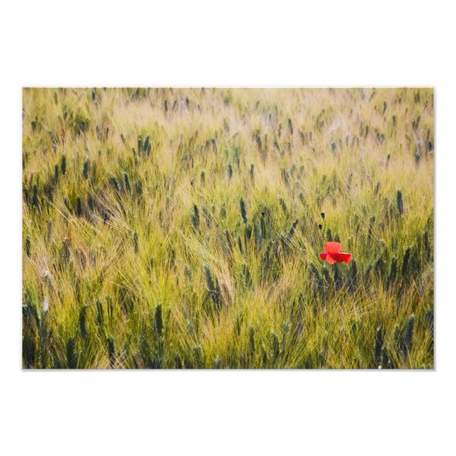 Italy, Tuscany, Lone poppy in Spring Wheat Photo Print (Front)
