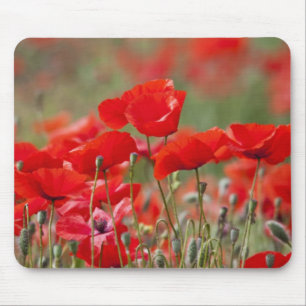 Italy, Tuscany, Mass of Summer Poppies in Mouse Mat