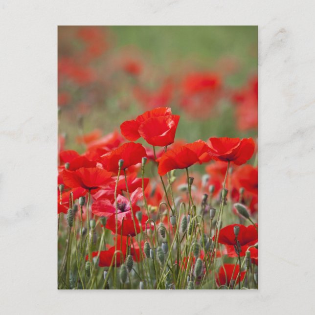 Italy, Tuscany, Mass of Summer Poppies in Postcard (Front)