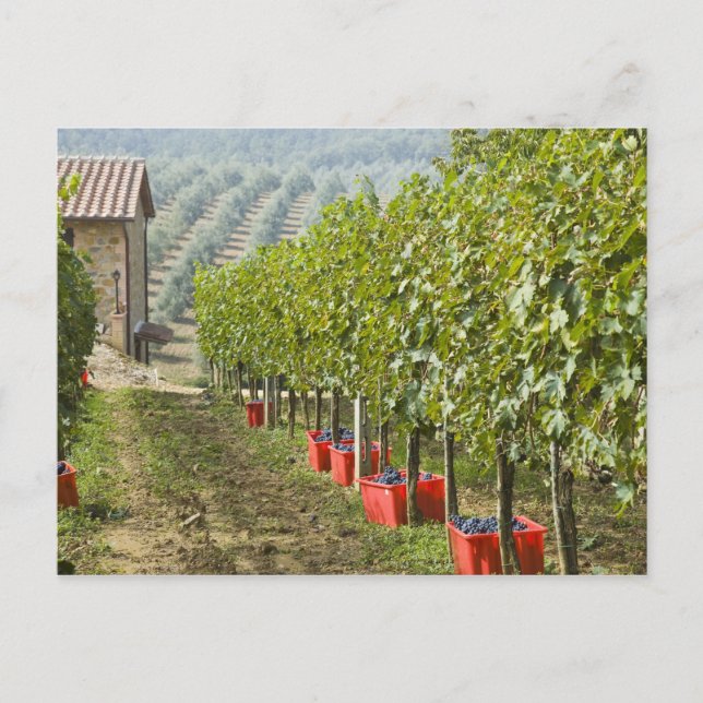 Italy, Tuscany, Montalcino. Bins of harvested Postcard (Front)