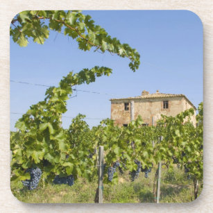 Italy, Tuscany, Montepulciano. Wine grapes ready Coaster