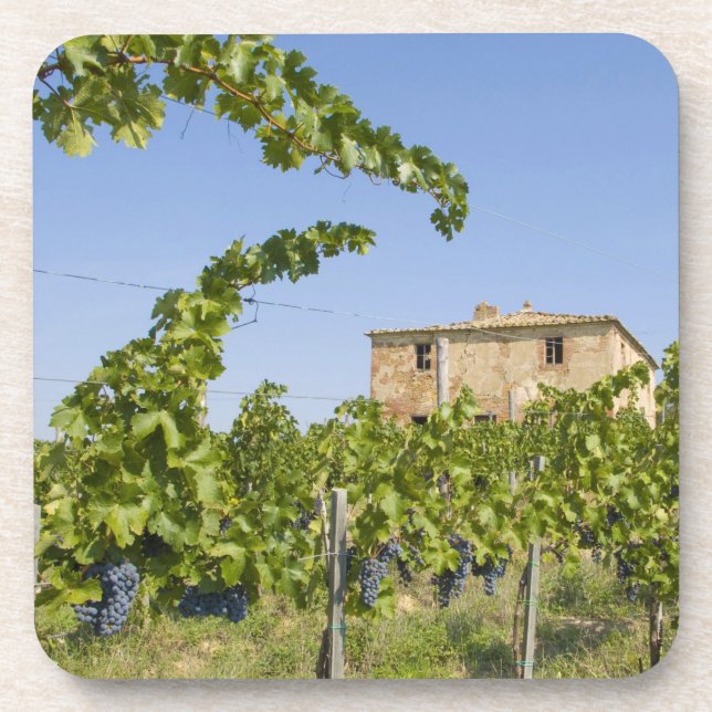 Italy, Tuscany, Montepulciano. Wine grapes ready Coaster (Front)