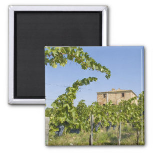Italy, Tuscany, Montepulciano. Wine grapes ready Magnet
