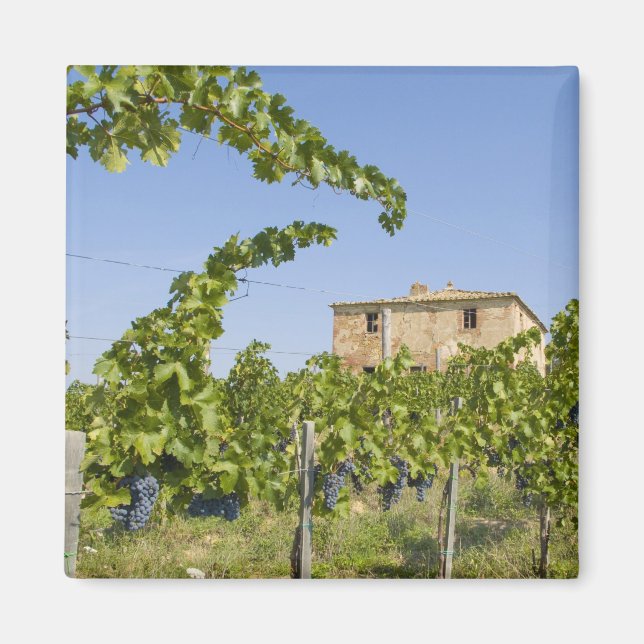 Italy, Tuscany, Montepulciano. Wine grapes ready Magnet (Front)