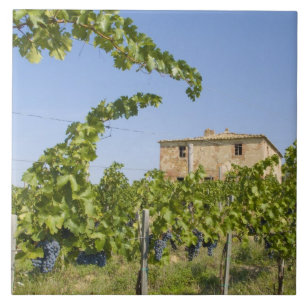 Italy, Tuscany, Montepulciano. Wine grapes ready Tile