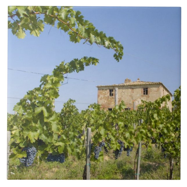 Italy, Tuscany, Montepulciano. Wine grapes ready Tile (Front)