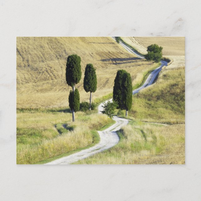 Italy, Tuscany, Pienza, Val d'Orcia, Cypress Postcard (Front)