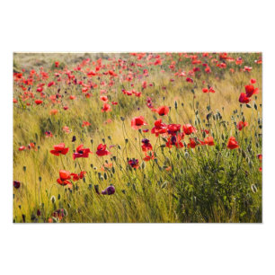 Italy, Tuscany, Poppies in Spring Wheat Field. Photo Print