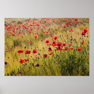 Italy, Tuscany, Poppies in Spring Wheat Field. Poster