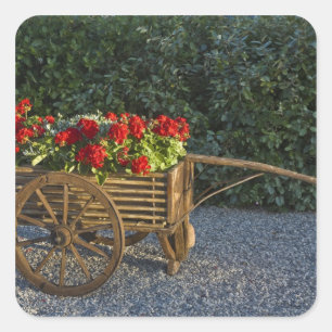 Italy, Tuscany. Red geraniums spill out of an Square Sticker