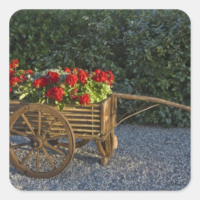 Italy, Tuscany. Red geraniums spill out of an Square Sticker (Front)