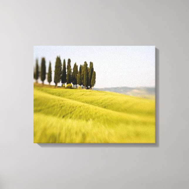 Italy Tuscany, Selective Focus Cypress Trees Canvas Print (Front)