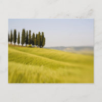 Italy Tuscany, Selective Focus Cypress Trees