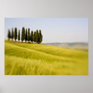 Italy Tuscany, Selective Focus Cypress Trees Poster