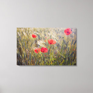 Italy, Tuscany, Summer Poppies and Wheat in Canvas Print
